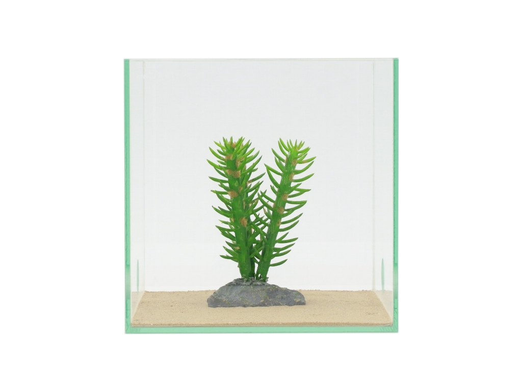 Kaktus 3-fach - 14cm